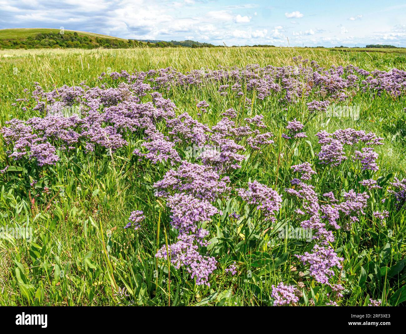 Fioritura del Limonio vulgare di lavanda marina presso la palude salina di Uphill nel Somerset, Regno Unito Foto Stock