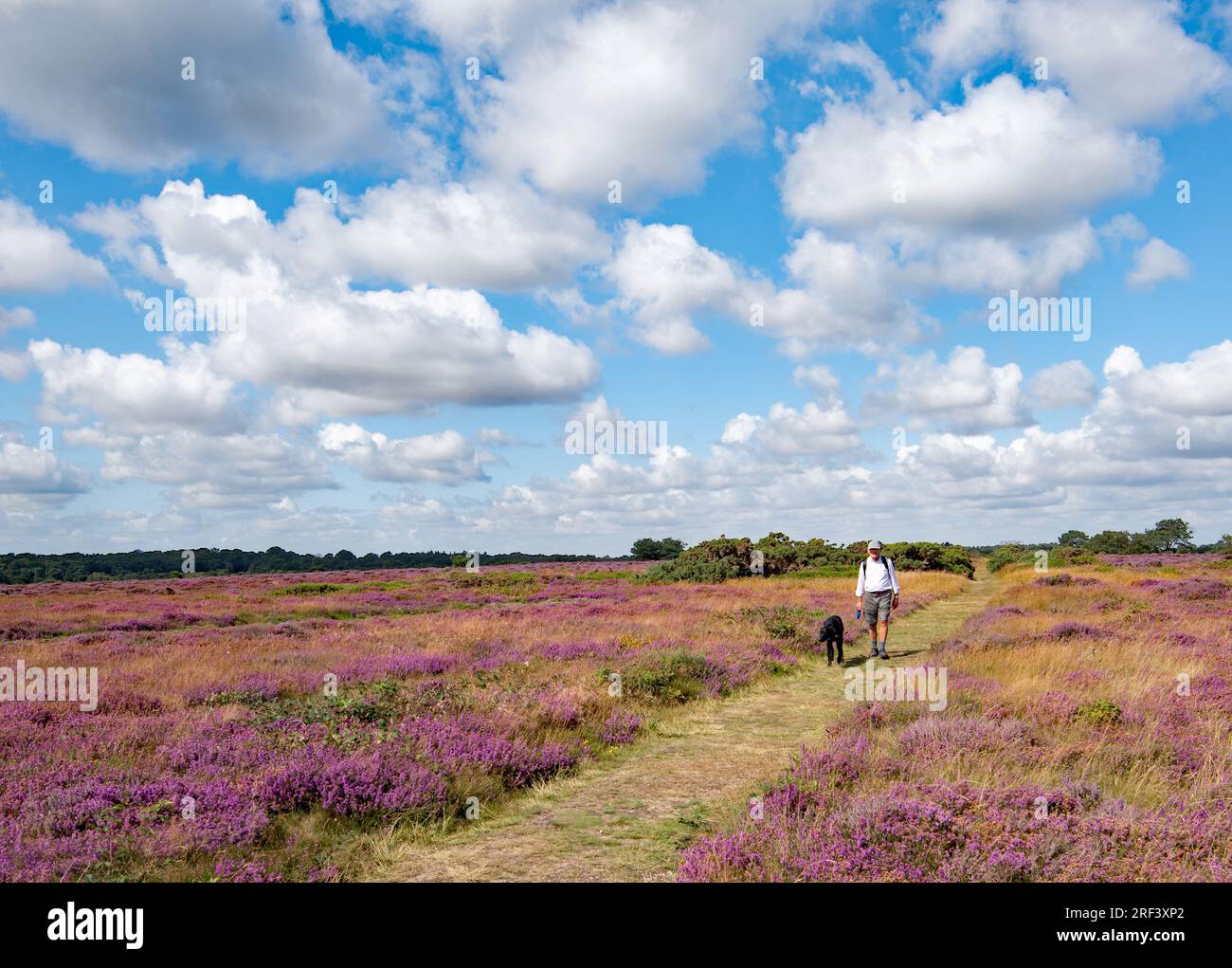 Uomo e cane a Dunwich Heath Foto Stock