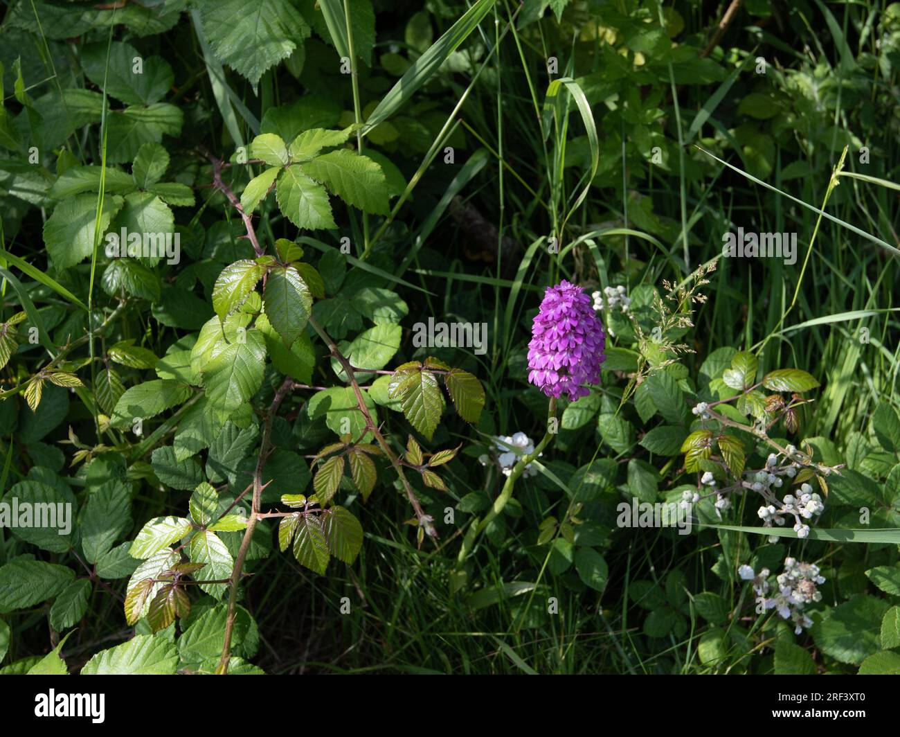 Il sud della palude, orchidea Dactylorhiza Praetermissa Foto Stock