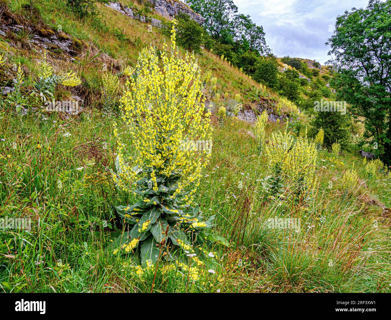 Spettacolari picchi di fiori di mullein Verbascum pulverulentum che crescono fino all'altezza dell'uomo nel distretto superiore di Lathkill Dale Derbyshire Peak Foto Stock