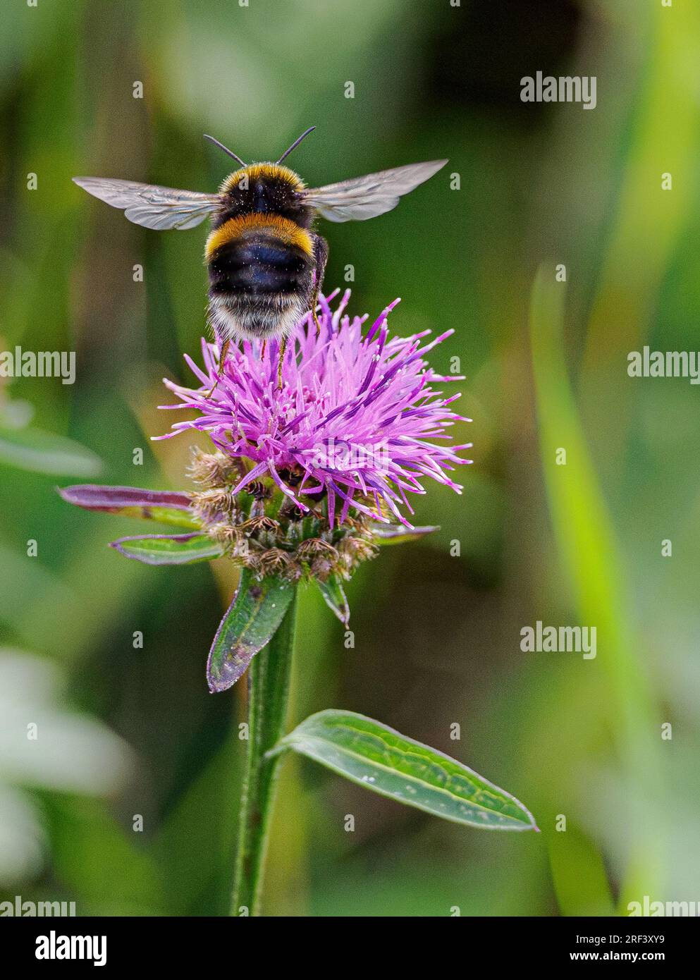 Bumblebee dalla coda bianca che decolla da un fiore di Knapweed nero - Somerset UK Foto Stock