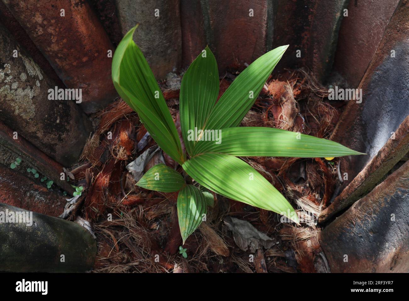 Vista ad angolo elevato di una pianta piantata di cocco King che cresce all'interno di una copertura a basso costo per impianti di protezione dagli organismi nocivi realizzata con vecchie tegole inutili Foto Stock