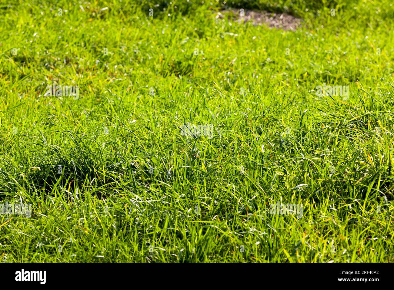 erba verde nella stagione autunnale, all'inizio dell'autunno e nei primi mesi, primo piano di erba verde durante la caduta delle foglie autunnali Foto Stock