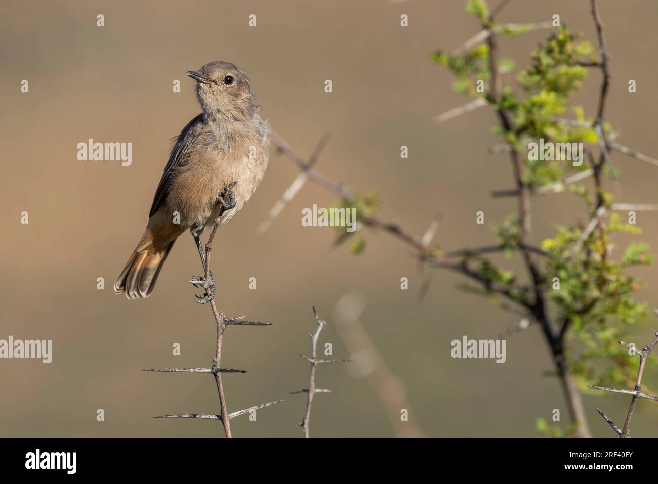 Una vista frontale del familiare Chat, un piccolo uccello passerino nel Parco Nazionale del Karoo, in Sud Africa Foto Stock
