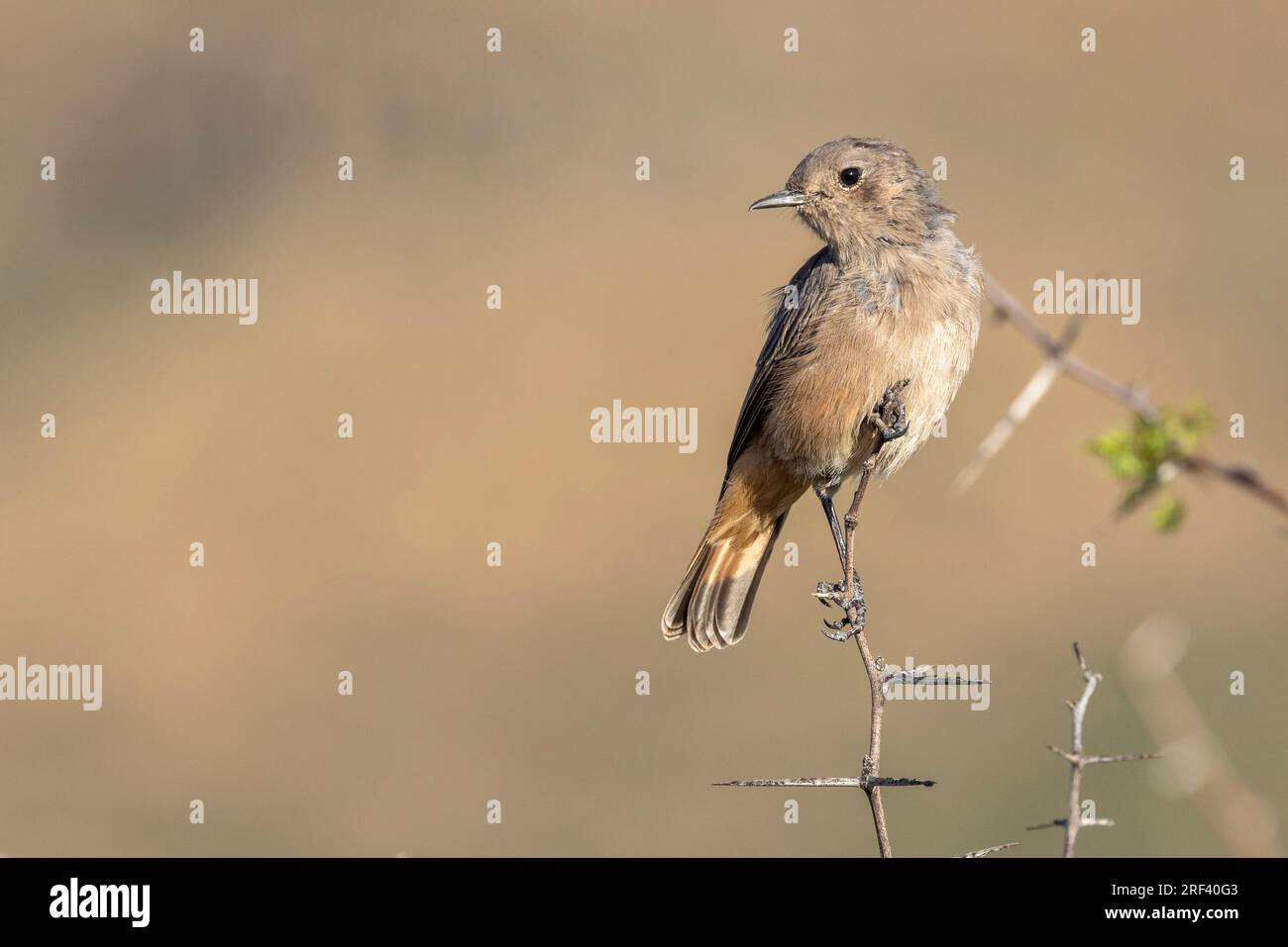 Una chiacchierata familiare appollaiata sul ramoscello di un albero nel Parco nazionale del Karoo in Sudafrica Foto Stock