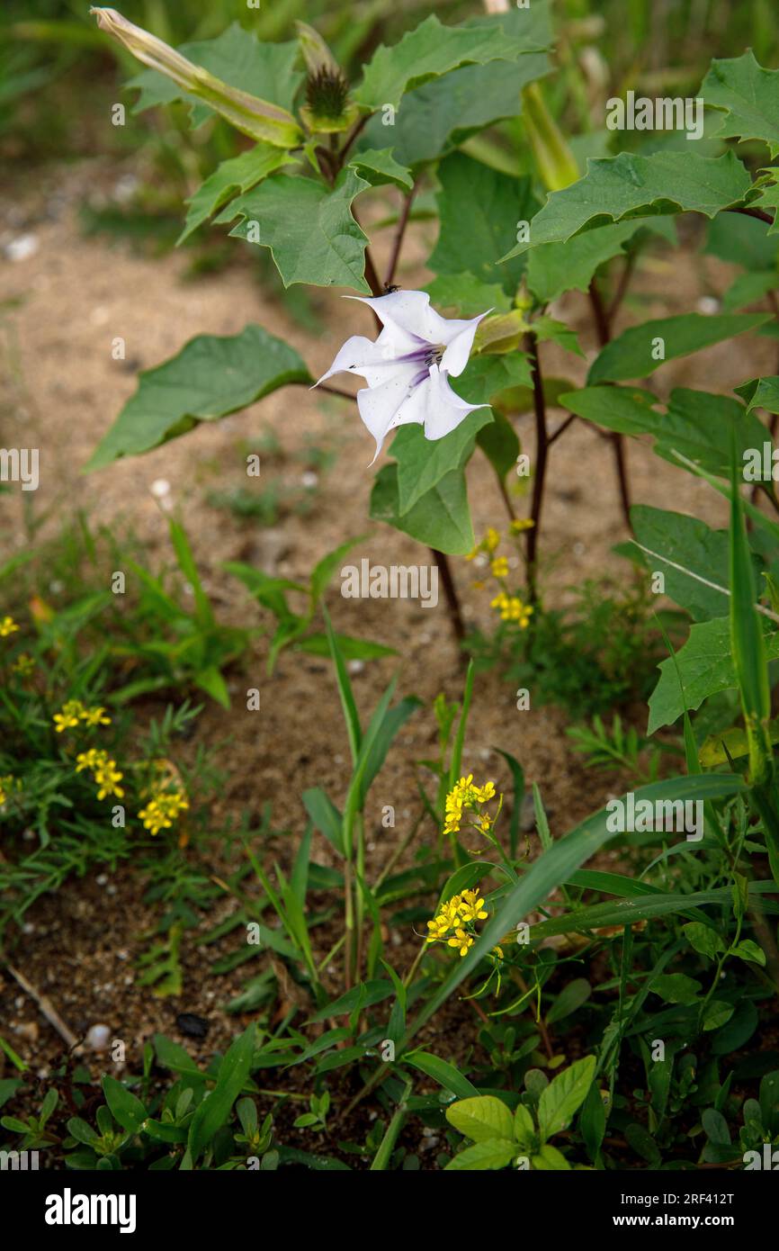 La mela di spina (Datura stramonium) e il crescione di campo giallo (Rorippa syvestris) stanno crescendo sulle rive del fiume Reno nel distretto di Rodenkirchen-Wei Foto Stock