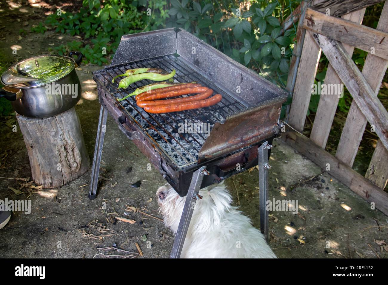 Piccolo e carino cane bianco sotto il barbecue a carbone, aspettandosi del cibo. Il Grill si trova nel cortile di casa di campagna, salsicce alla griglia e peperoni verdi alla griglia Foto Stock