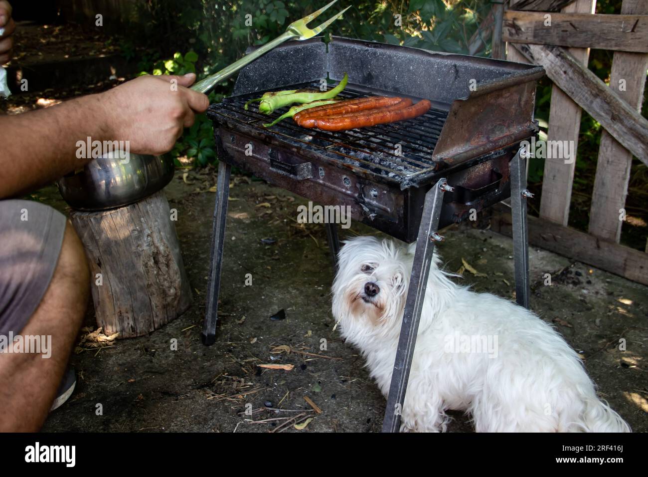 Piccolo e carino cane bianco sotto il barbecue a carbone, aspettandosi del cibo. Il Grill si trova nel cortile di casa di campagna, salsicce alla griglia e peperoni verdi alla griglia Foto Stock