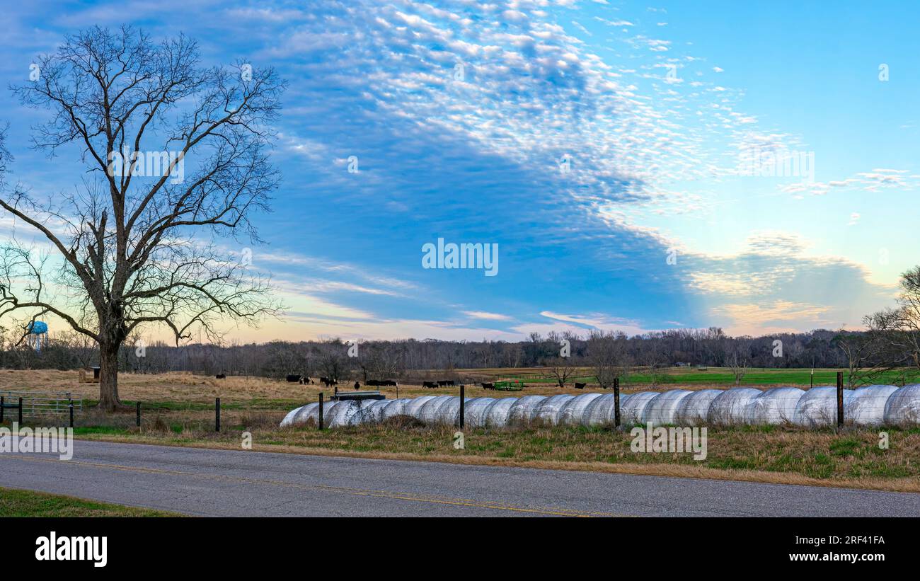 Paesaggio agricolo di un pascolo bovino con paesaggio nuvoloso altocumulo colorato al crepuscolo. Foto Stock