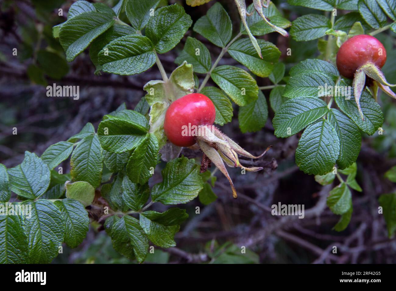 Rosa rugosa. Rosehips Foto Stock