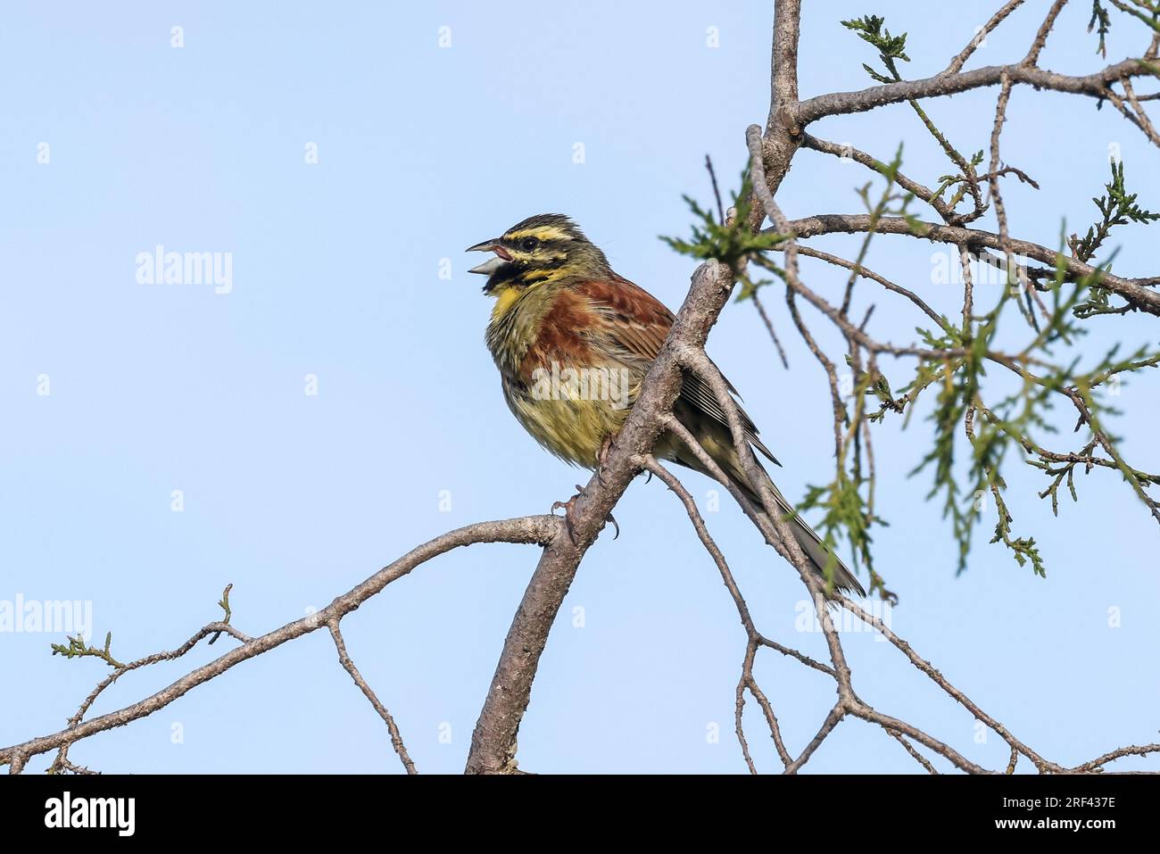 Cirl Bunting - Emberiza cirlus - Emberizidae - uccello maschile che canta da un albero contro un cielo blu Foto Stock