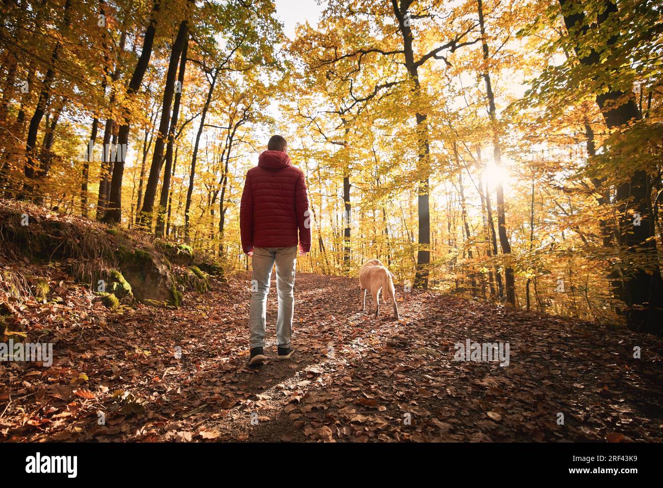 Uomo con cane nella foresta autunnale nelle giornate di sole. Vista posteriore del proprietario del cucciolo durante la passeggiata con il suo labrador retriever giallo. Foto Stock