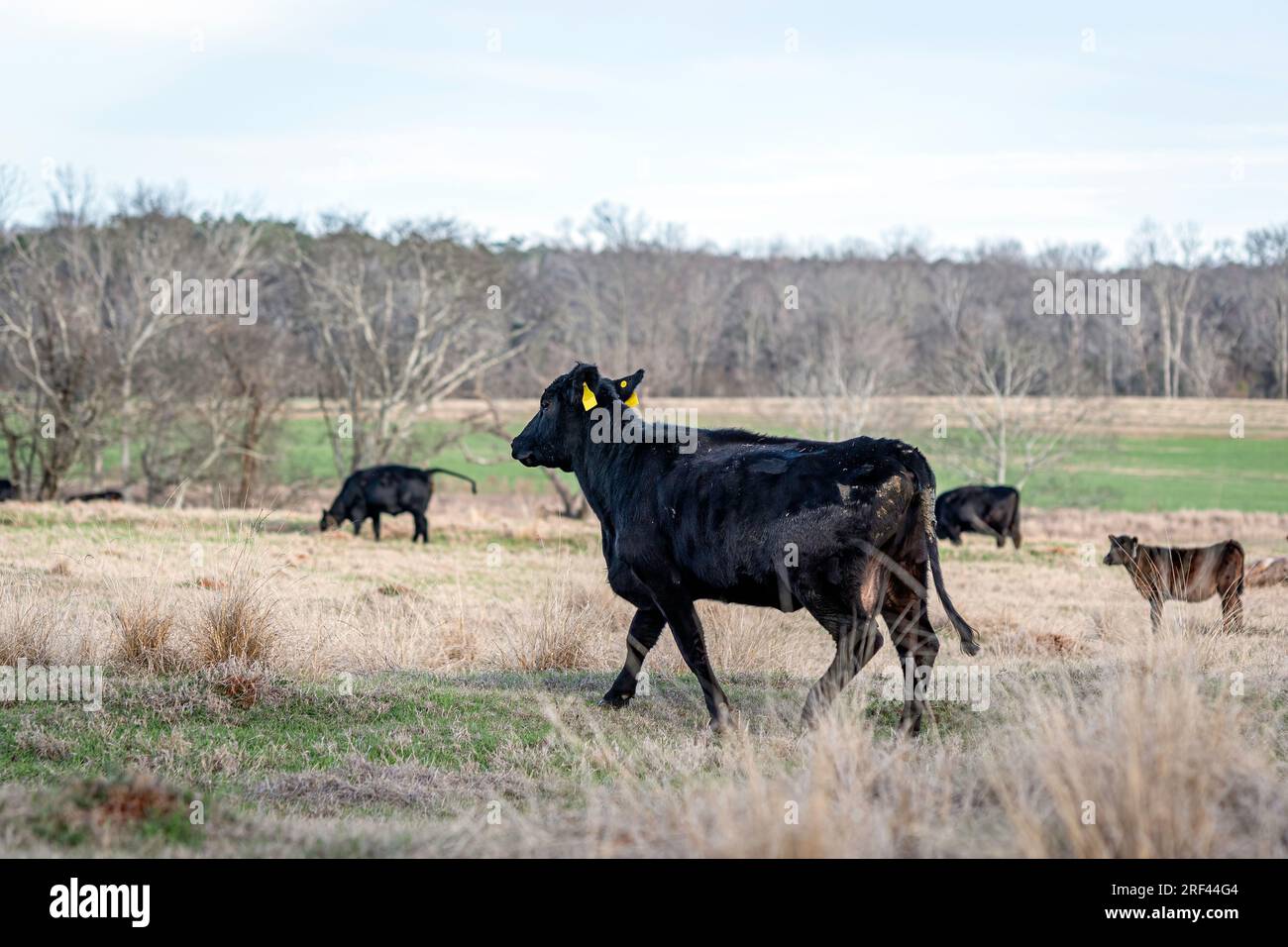Angus giovenca incrociata se ne va con le orecchie bloccate in un pascolo primaverile. Foto Stock