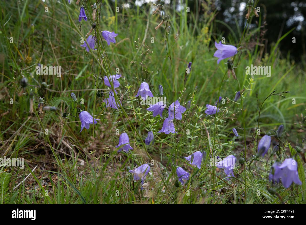 Harebells in prateria Campanula rotundifolia, pianta selvatica a Ramsta Svezia Foto Stock