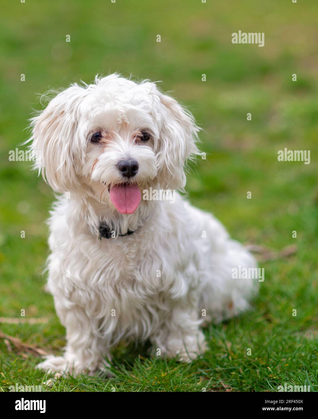 Un cane maltese allegro e simpatico, cucciolo bianco in giardino, giocoso, affettuoso, vivace, intelligente e carino, un eccellente membro della famiglia peloso Foto Stock