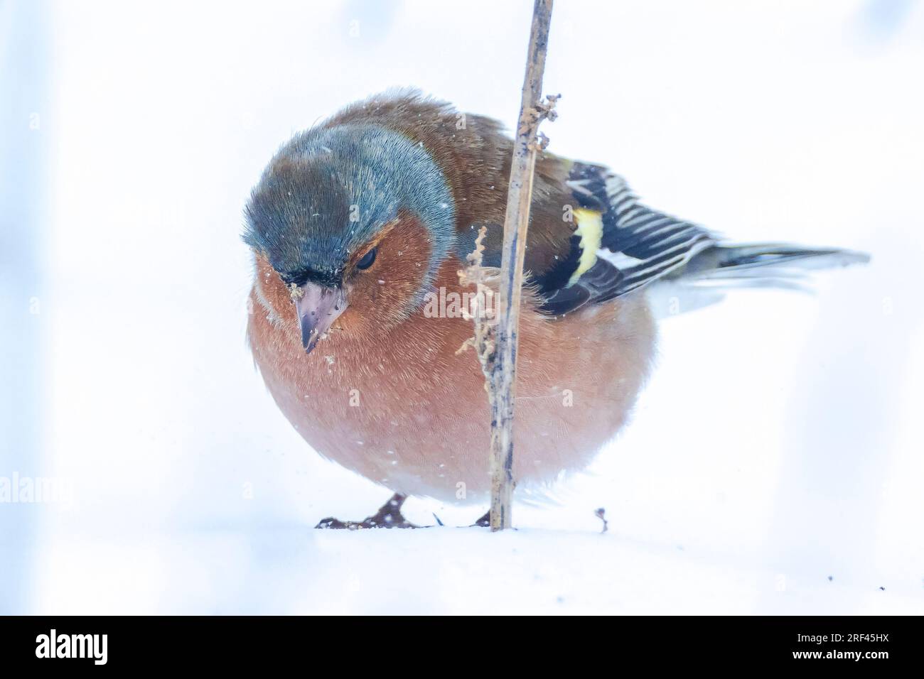 Closeup di un maschio chaffinch, Fringilla coelebs, foraging in neve, bella fredda impostazione invernale Foto Stock