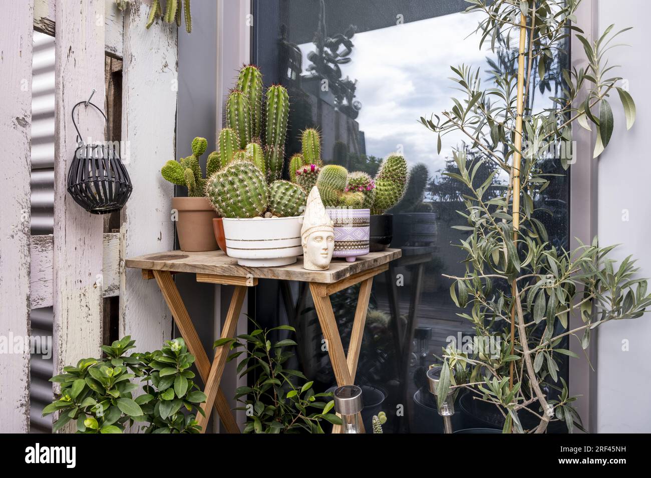 Una bella terrazza urbana piena di piante e cactus su un tavolo di legno nella terrazza di un attico Foto Stock