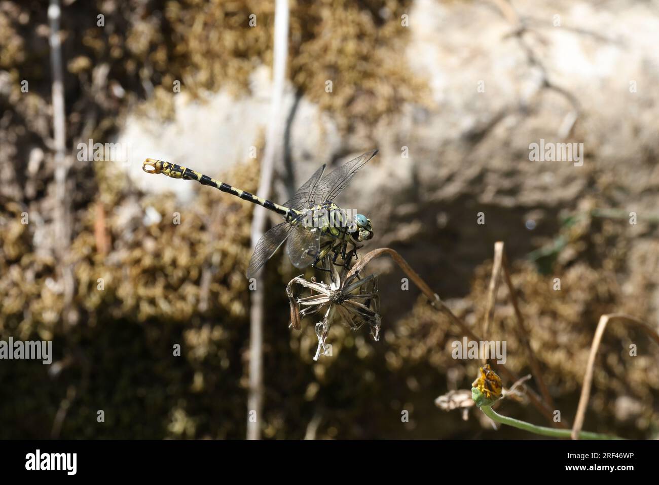 Piccola coda di Pincertail - Onychogomphus forcipatus - Gomphidae - libellula a riposo Foto Stock