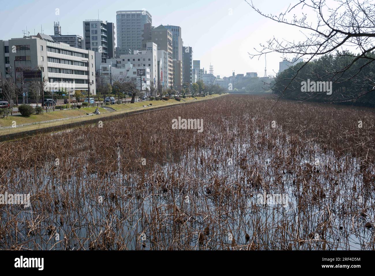 Fukuoka, Giappone. 11 marzo 2023. Una mote che circonda le rovine del castello di Fukuoka (j¦å²¡åŸŽ). Il castello fu costruito nel 1607 e successivamente distrutto da incendi. Oggi, i terreni dell'ex castello costituiscono il Parco Maizuru, che offre una bellezza paesaggistica e un significato storico. Il castello del periodo Edo è stato anche conosciuto come castello di Maizuru (èˆžé¶ åŸŽ Maizuru-jÅ) o castello di Seki (çŸ³åŸŽ Seki-jÅ) e si trova sulla collina di Fukusaki (Credit Image: © Taidgh Barron/ZUMA Press Wire) SOLO PER USO EDITORIALE! Non per USO commerciale! Foto Stock