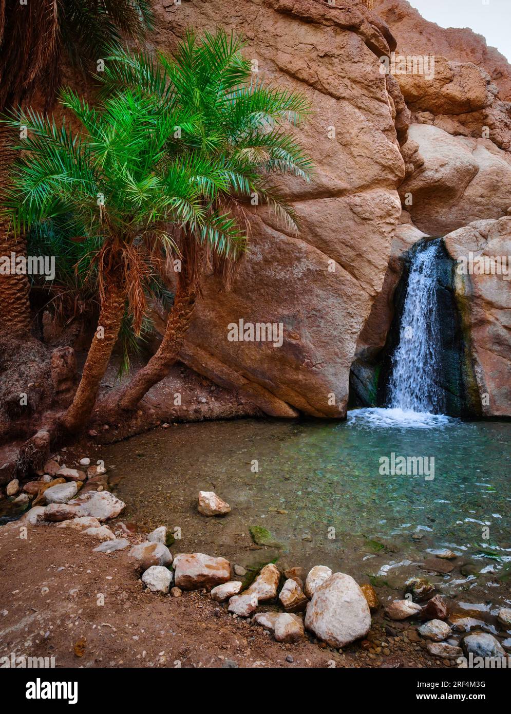 Piccola cascata che scorre in una limpida piscina naturale tra palme e pareti rocciose del canyon nell'oasi di Chebika, Tunisia. Paesaggio panoramico di un'oasi nel deserto Foto Stock