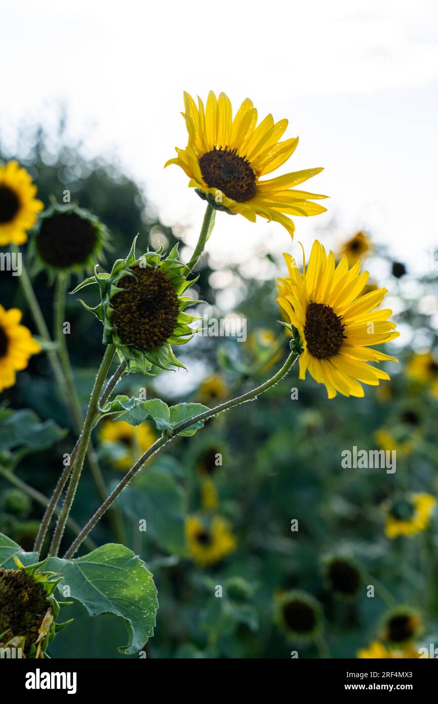 La pianta di girasole con fiori nuovi e vecchi sembra bella contro un cielo luminoso e un campo verde. Spazio di testo a topas si vedono alti fiori di petali gialli, Foto Stock