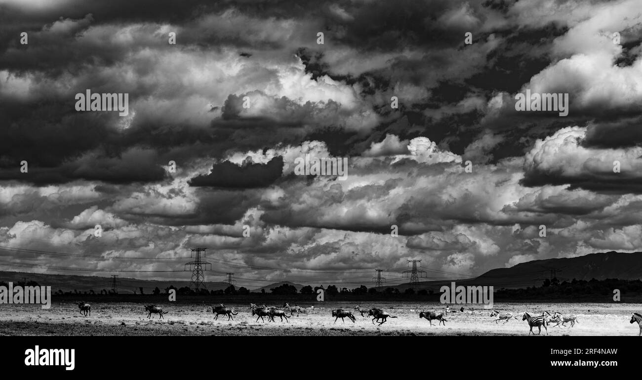 Il parco nazionale di Hell's Gate si trova a sud del lago Naivasha in Kenya, a nord-ovest di Nairobi. Il parco nazionale di Hell's Gate prende il nome da una stretta pausa nel Foto Stock