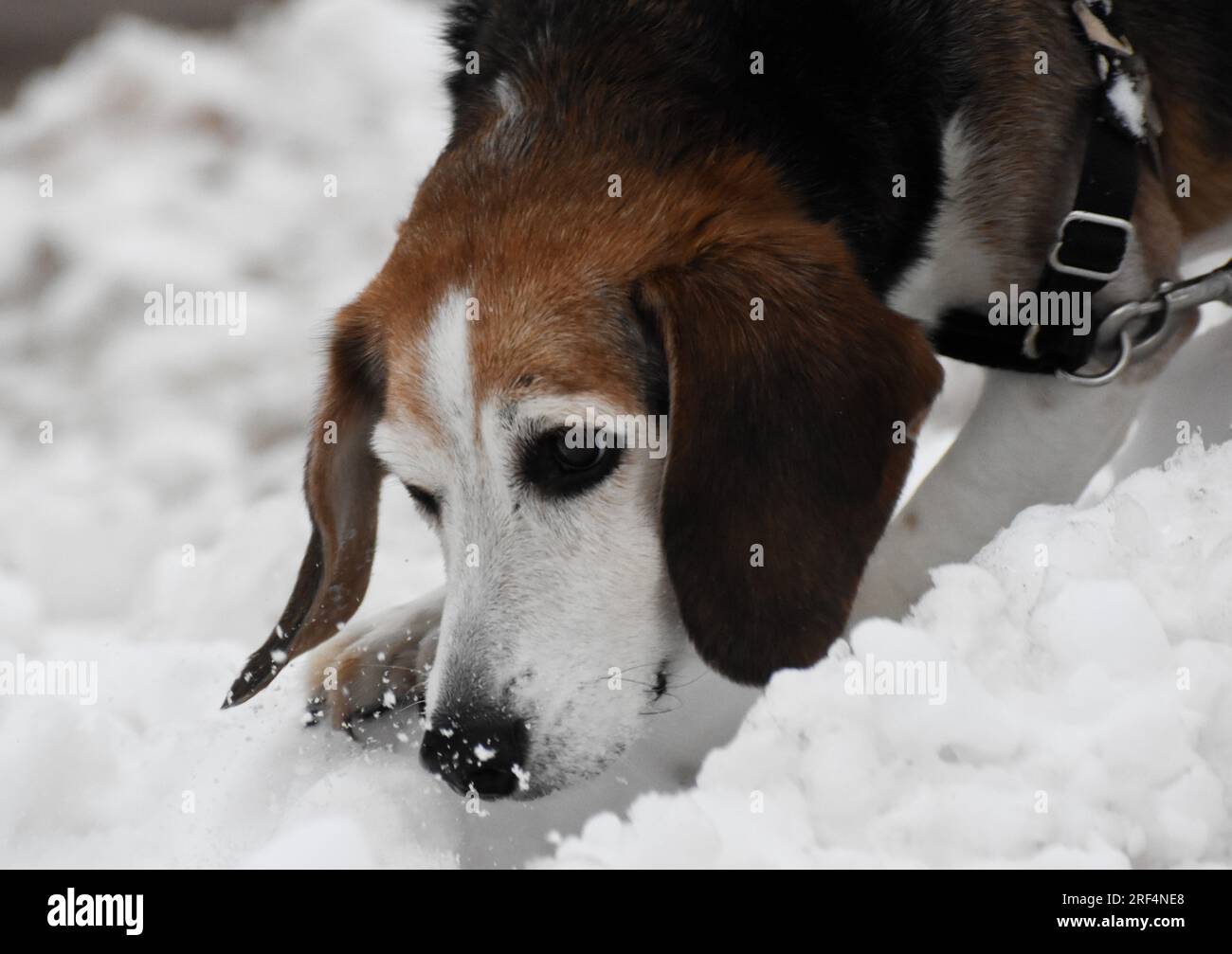 Beagle che sniffava nella neve Foto Stock