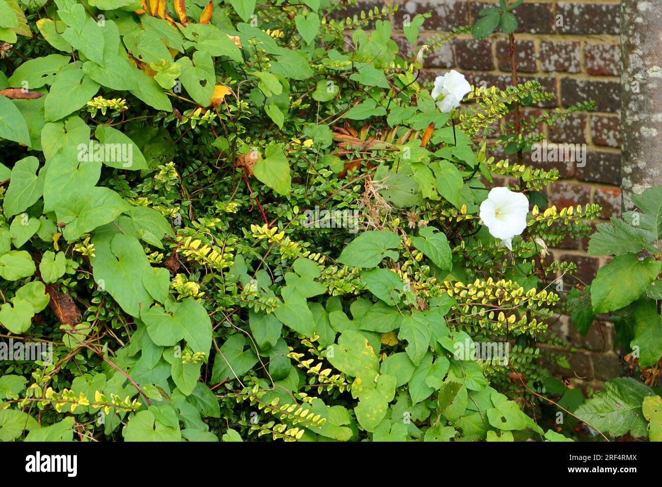 Alghe, foglie verdi e fogliame che si arrampicano su una parete di mattoni con un fiore bianco della pianta di alghe bindweed. Foto Stock