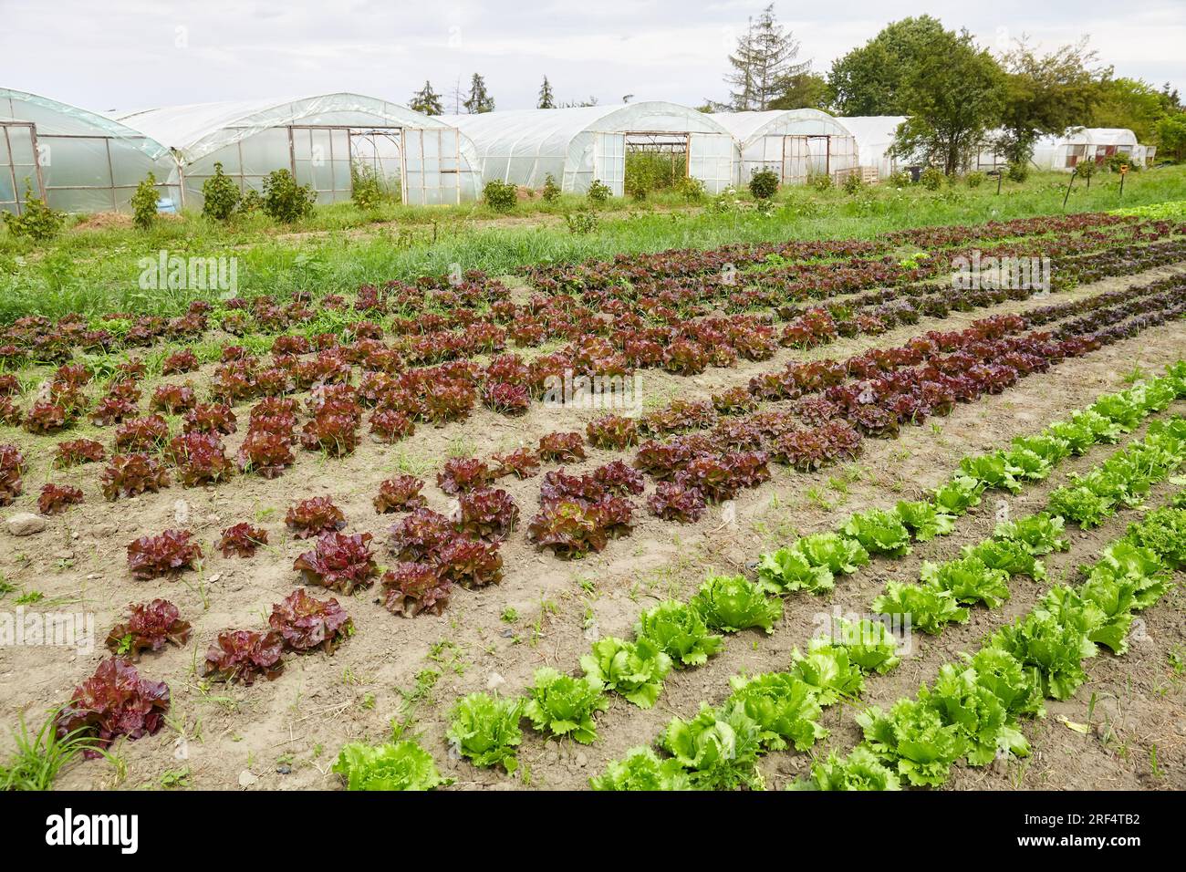 Campo di lattuga in azienda biologica, concentrazione selettiva. Foto Stock