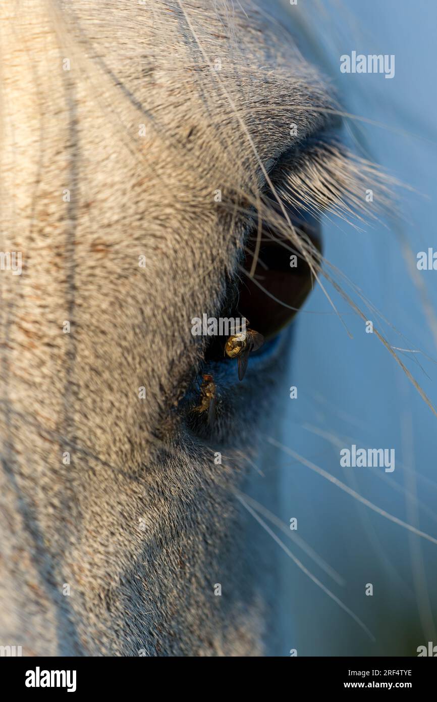 Fine giugno e un cavallo grigio si trova al sole con mosche che bevono dagli occhi Foto Stock