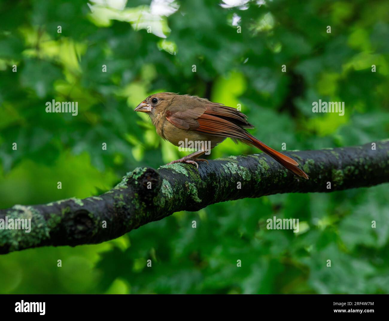 Northern Cardinal è un uccello popolare nel nord del New Jersey. I cardinali maschili e femminili hanno colori leggermente diversi con il rosso più luminoso b cardinali Foto Stock