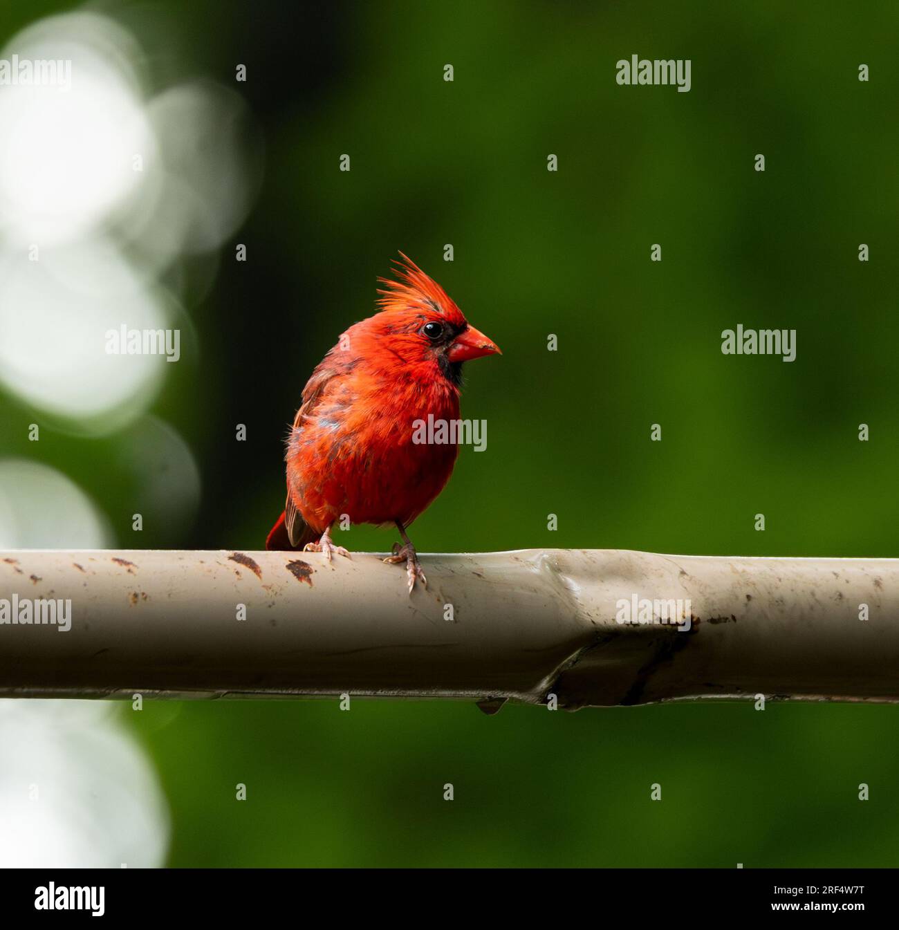 Northern Cardinal è un uccello popolare nel nord del New Jersey. I cardinali maschili e femminili hanno colori leggermente diversi con il rosso più luminoso b cardinali Foto Stock
