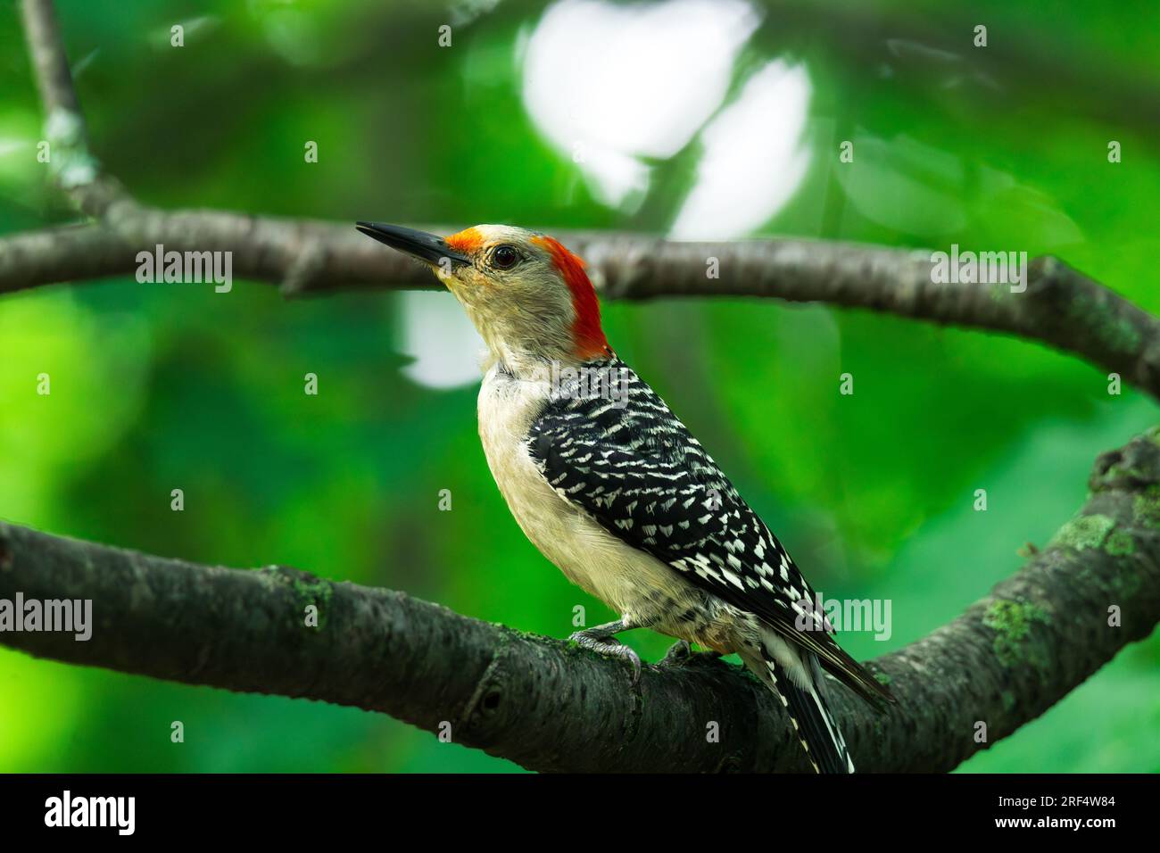 I picchi rossi sono picchi di medie dimensioni con una striscia rossa brillante sul dorso della testa. Si trovano spesso in aree boschive Foto Stock
