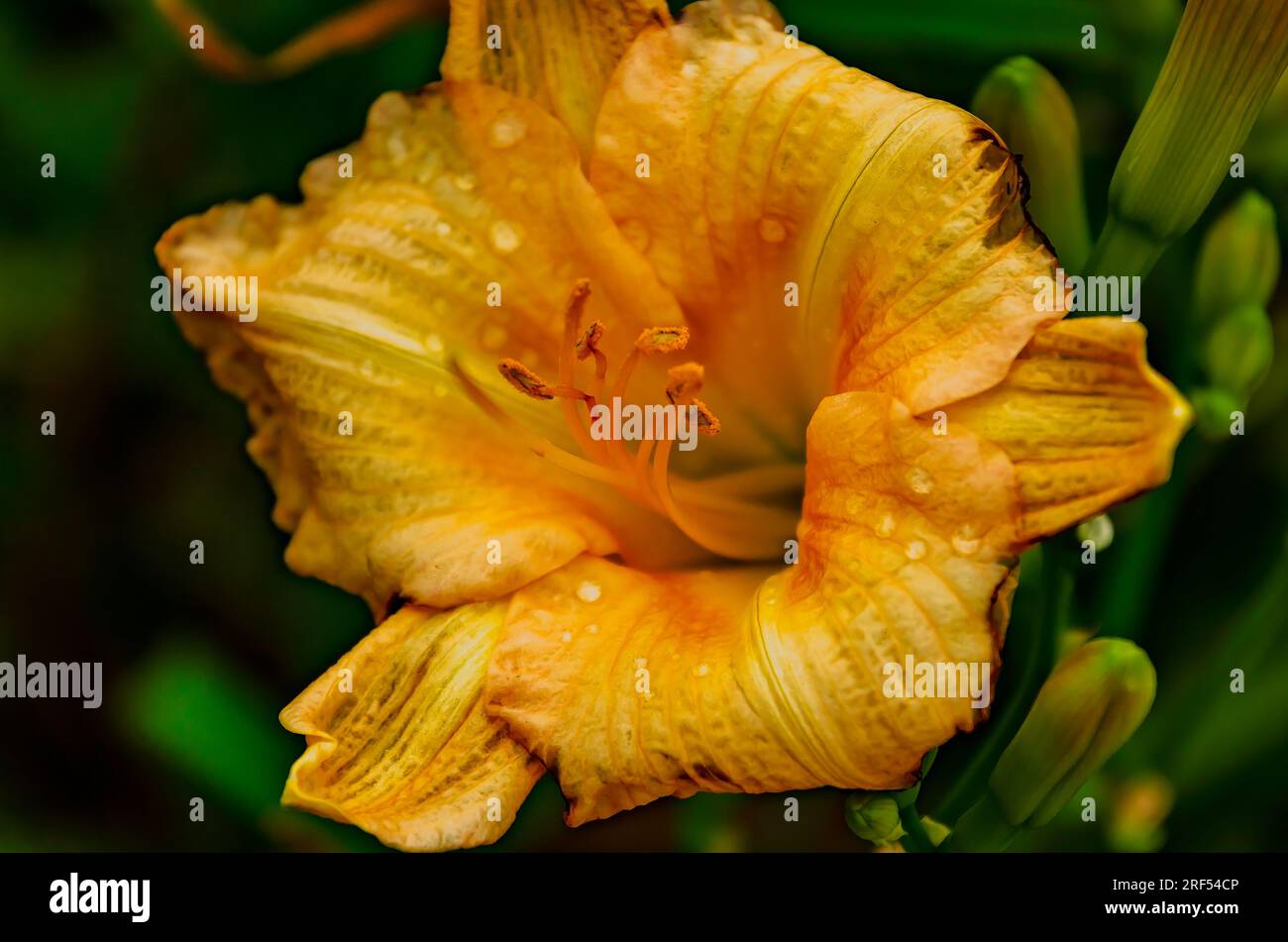 Un giorno arancione (Hemerocallis fulva) è raffigurato, l'11 maggio 2023, a Gautier, Mississippi. Foto Stock