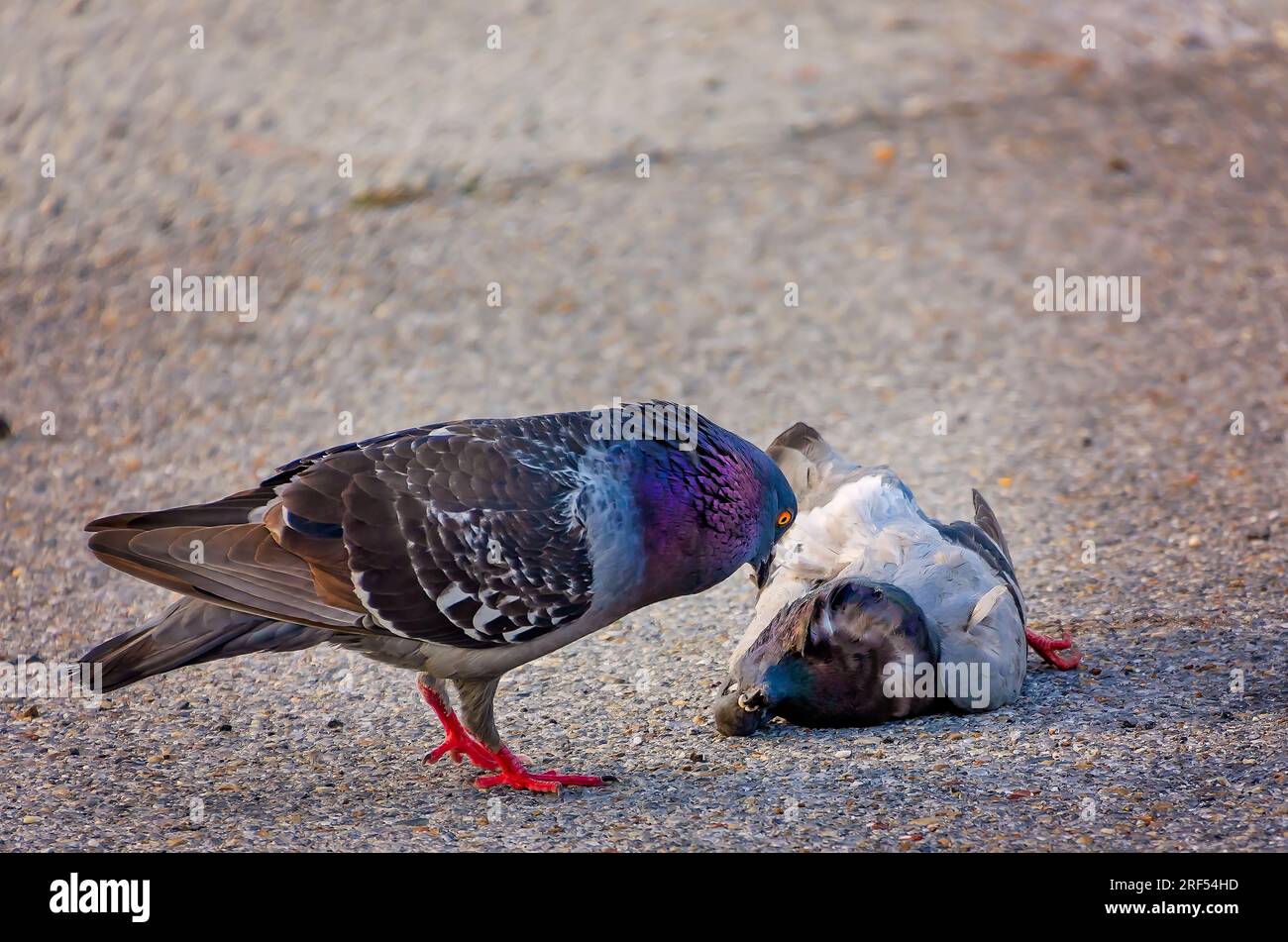 Un piccione roccioso (Columba livia) cerca di far rivivere il suo compagno morto, l'11 maggio 2023, a Pascagoula, Mississippi. Foto Stock