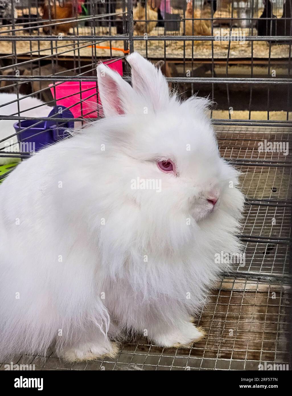 Primo piano di un coniglio albino bianco con occhi rosa in una gabbia per animali Foto Stock