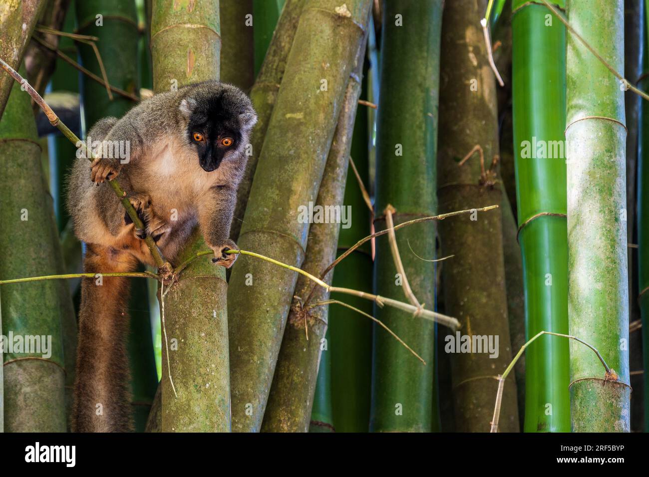 Un lemuro guarda giù dal suo posatoio su un albero di bambù. Foto Stock