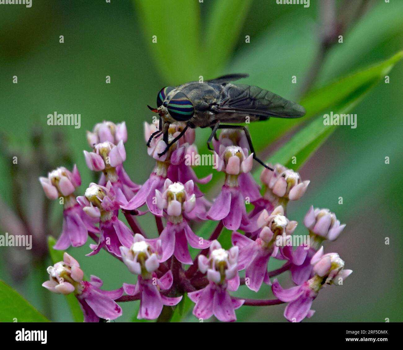 Horse Fly con occhi a strisce blu sulla palude Milkweed Foto Stock