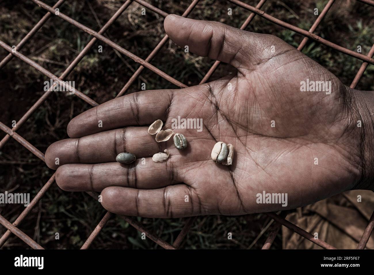 Caffè rosso fagioli caffè fagioli rossi crudi allevamenti maturi in Kenya Africa orientale il K7 è l'unica varietà tradizionale keniota in grado di resistere ad alcune razze di CL Foto Stock