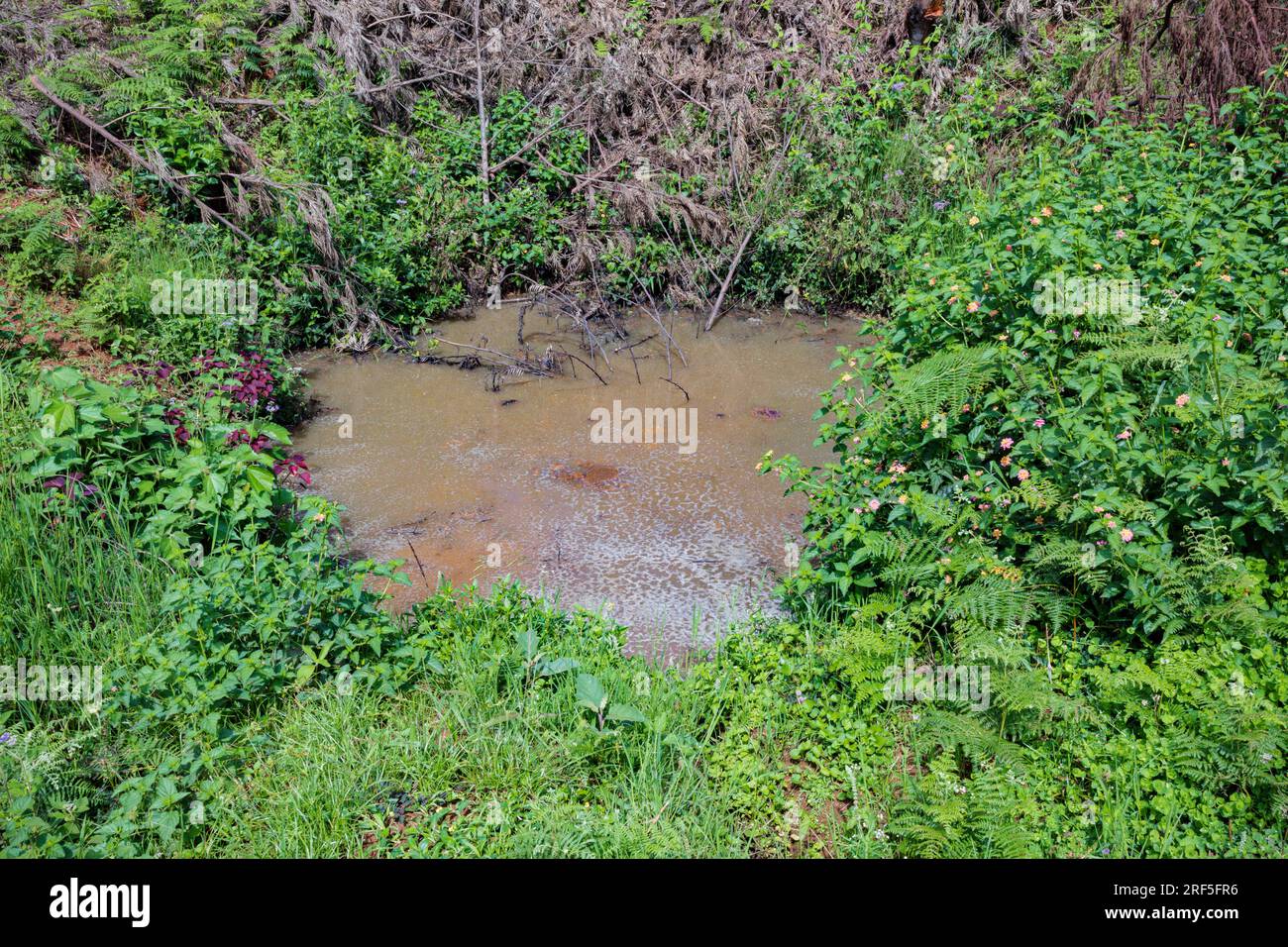 Corpo d'acqua circondato da piante verdi delle bucce di caffè sprecate in Kenya Africa orientale Foto Stock