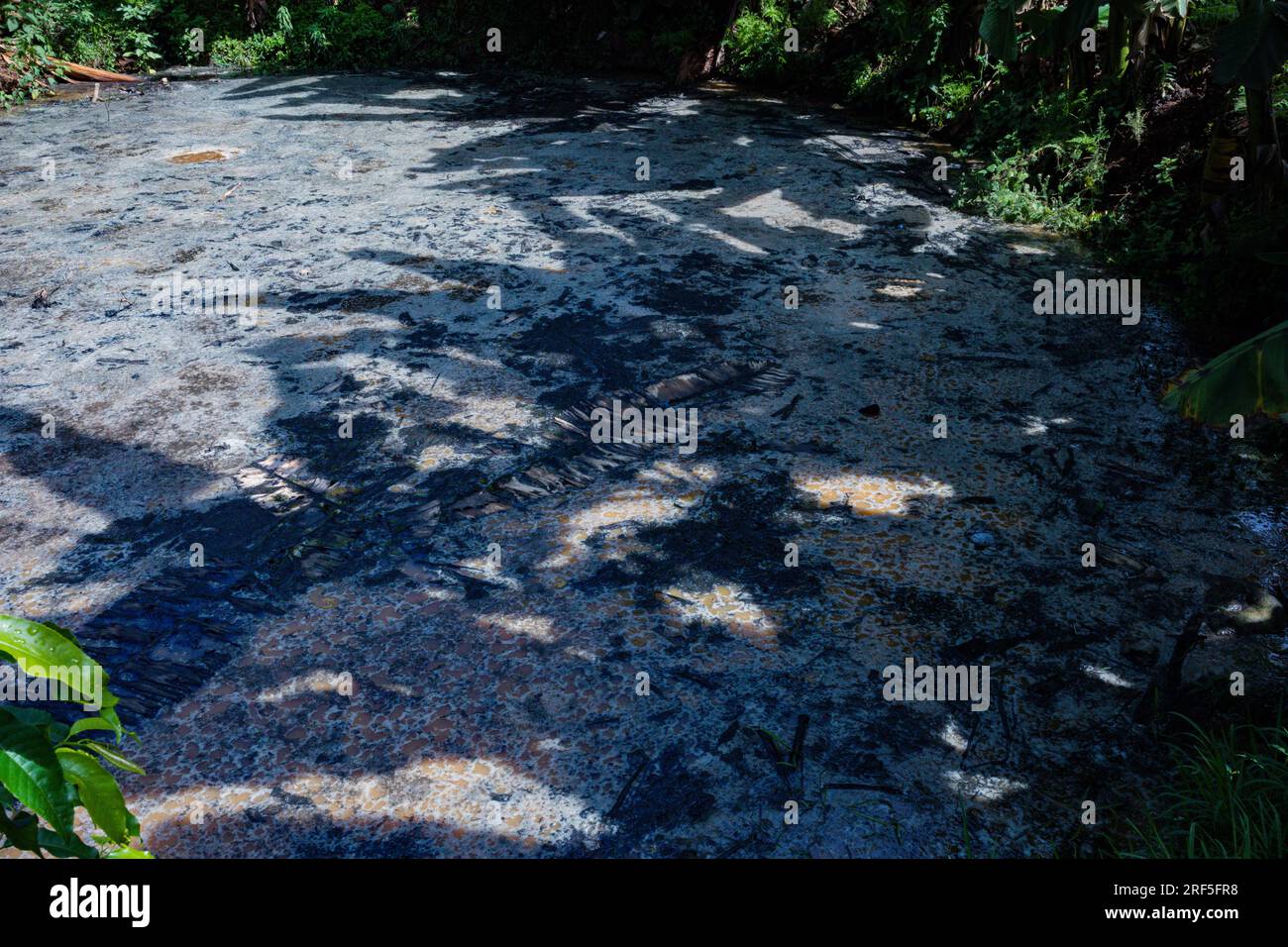 Corpo d'acqua circondato da piante verdi delle bucce di caffè sprecate in Kenya Africa orientale Foto Stock