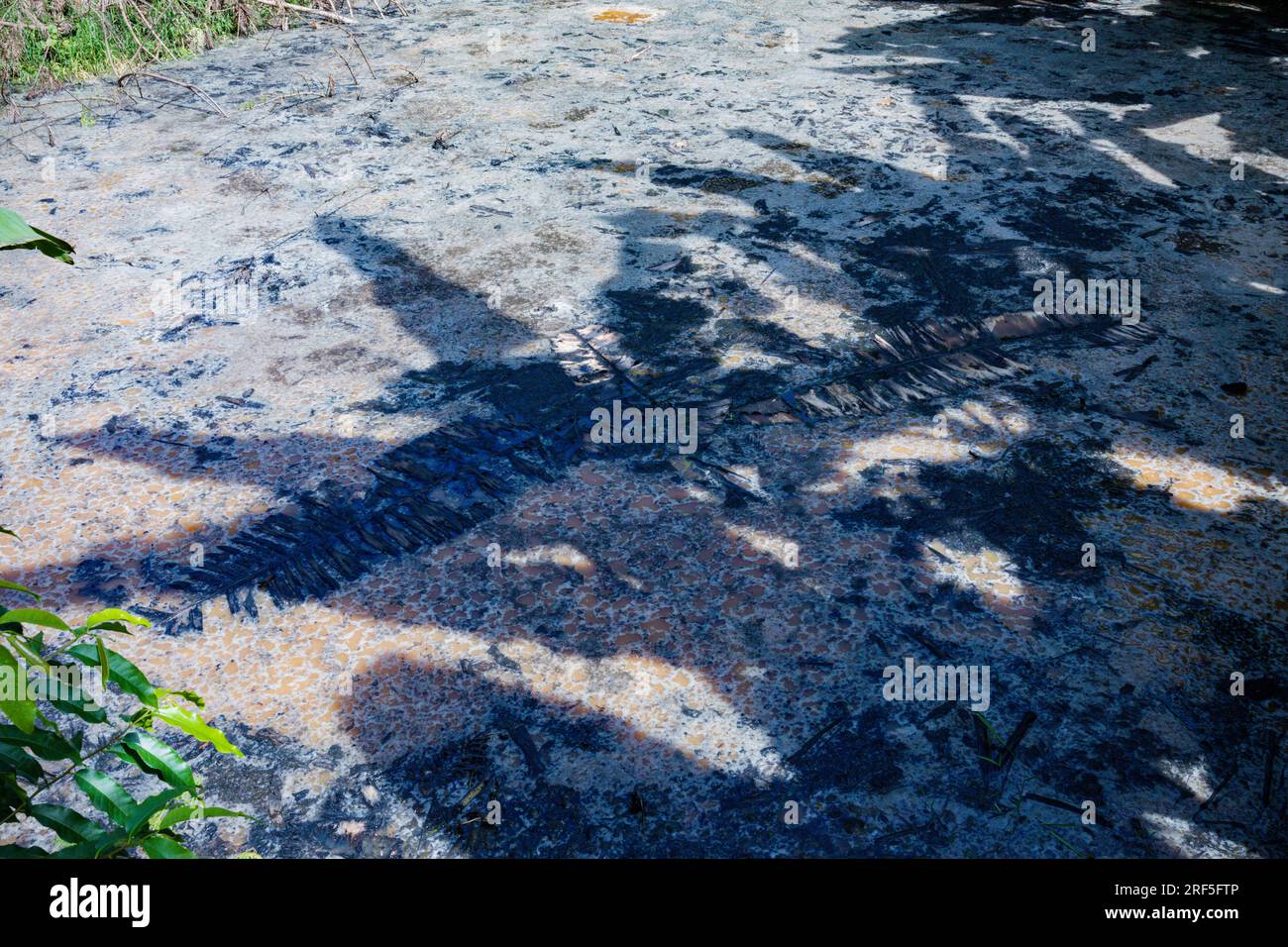 Corpo d'acqua circondato da piante verdi delle bucce di caffè sprecate in Kenya Africa orientale Foto Stock