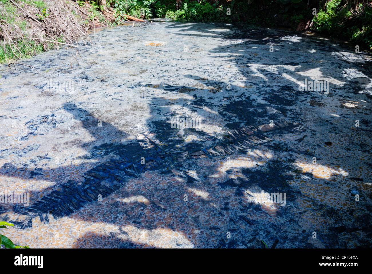 Corpo d'acqua circondato da piante verdi delle bucce di caffè sprecate in Kenya Africa orientale Foto Stock