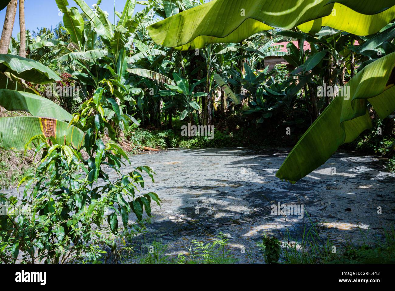 Corpo d'acqua circondato da piante verdi delle bucce di caffè sprecate in Kenya Africa orientale Foto Stock