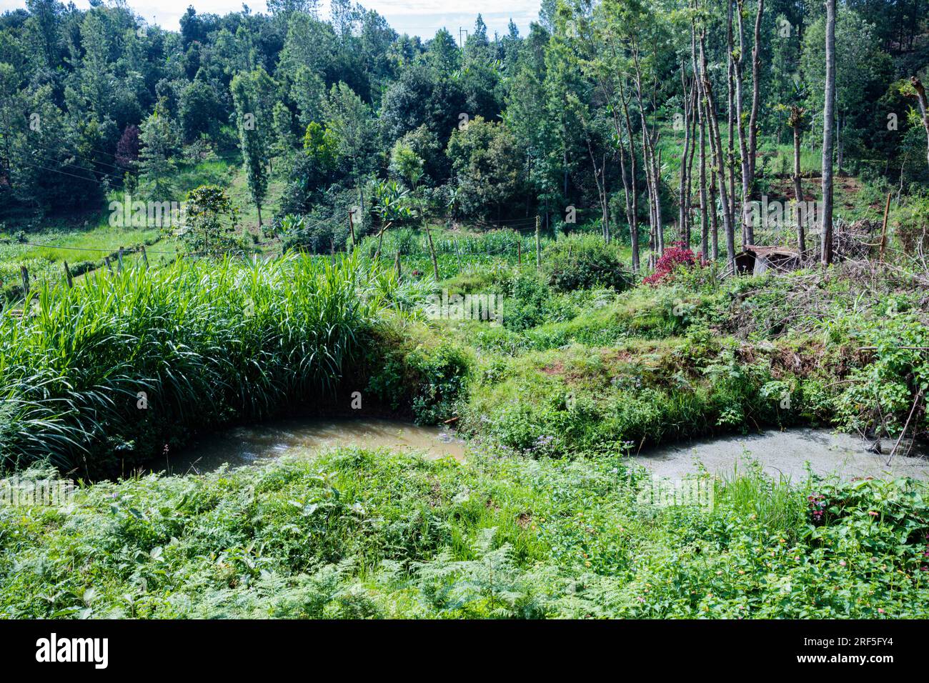 Corpo d'acqua circondato da piante verdi delle bucce di caffè sprecate in Kenya Africa orientale Foto Stock