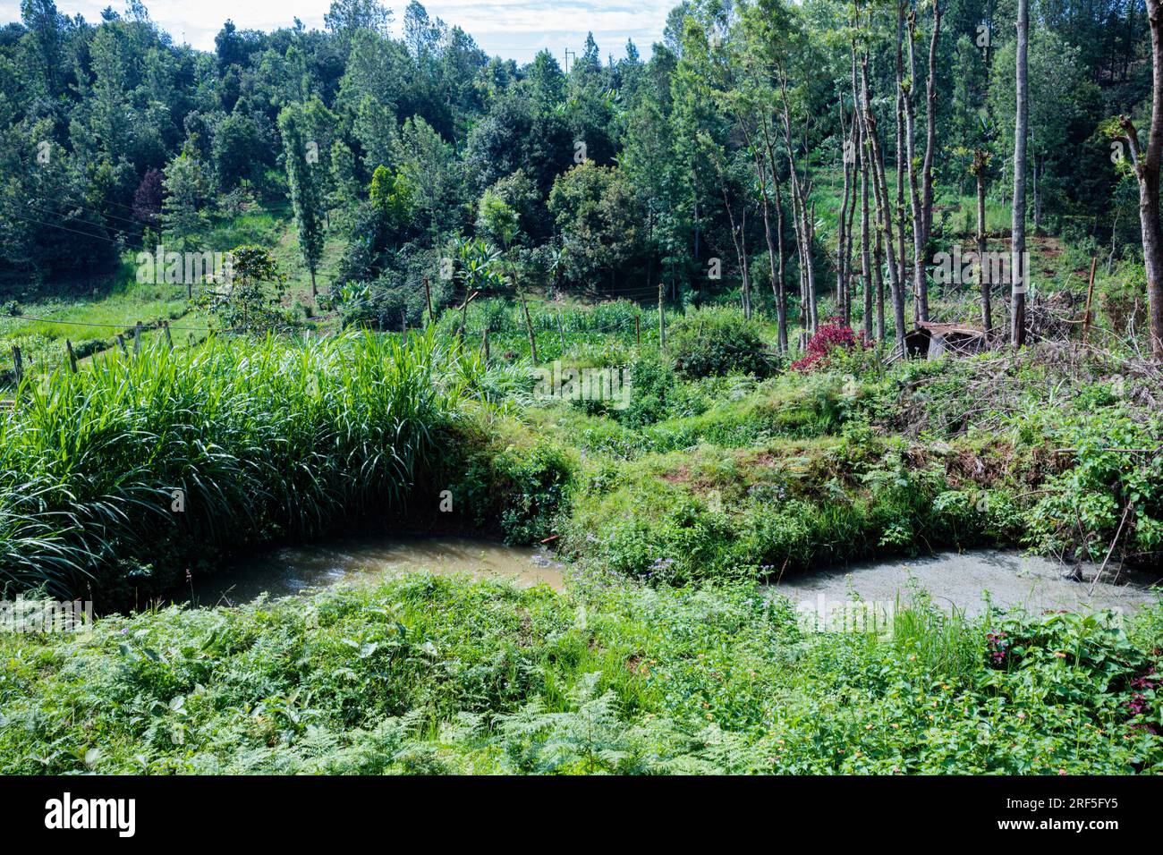 Corpo d'acqua circondato da piante verdi delle bucce di caffè sprecate in Kenya Africa orientale Foto Stock