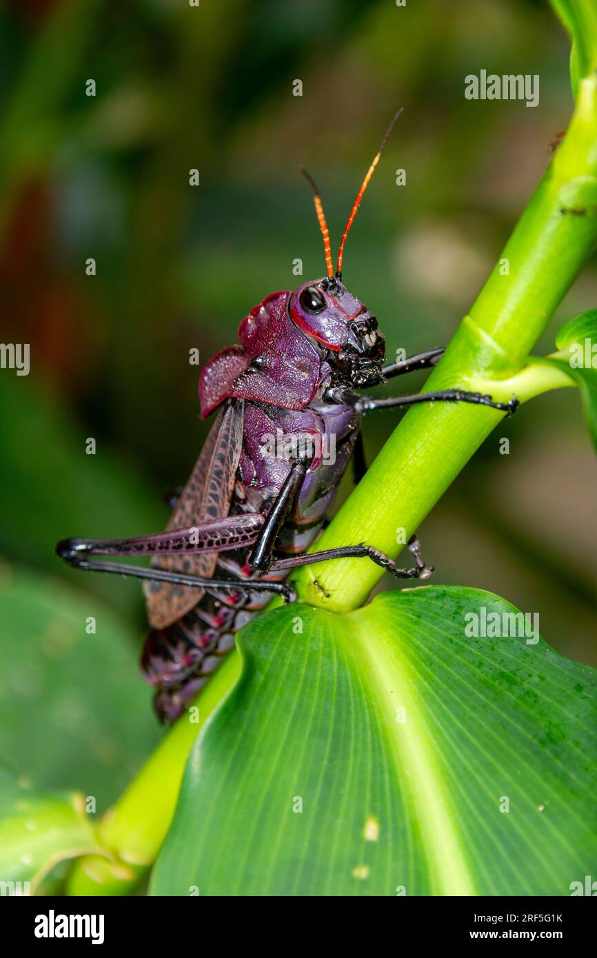 Grasshopper di lubber viola (Taeniopoda reticulata), Tortuguero, Costa Rica Foto Stock