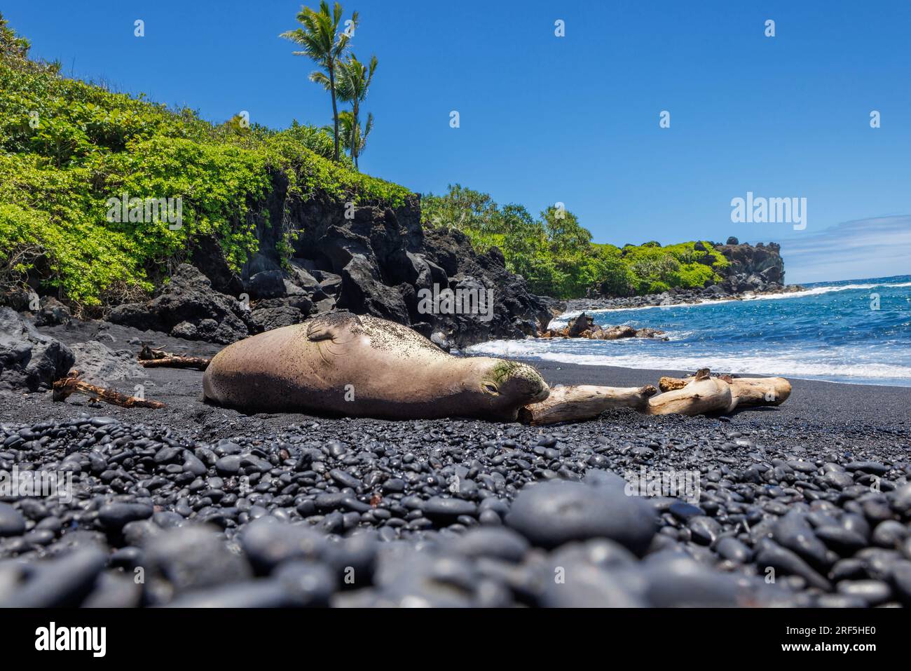 Questa foca monaca hawaiana, Neomonachus schauinslandi, (endemica e in via di estinzione) è stata fotografata sulla spiaggia di sabbia nera del Wainapanapa State Park, Maui, Foto Stock