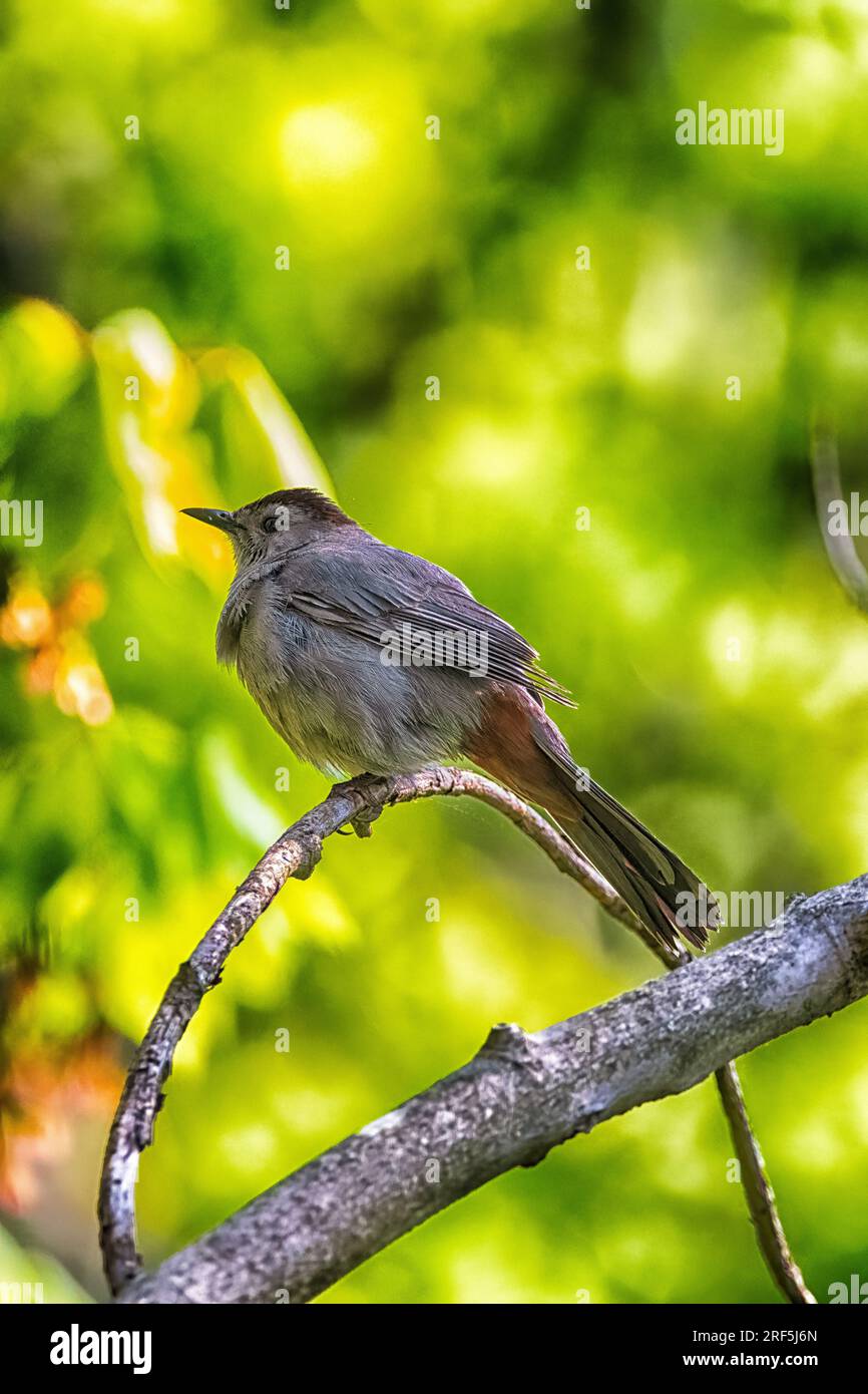 Gray CatBird al Presque Isle State Park Foto Stock