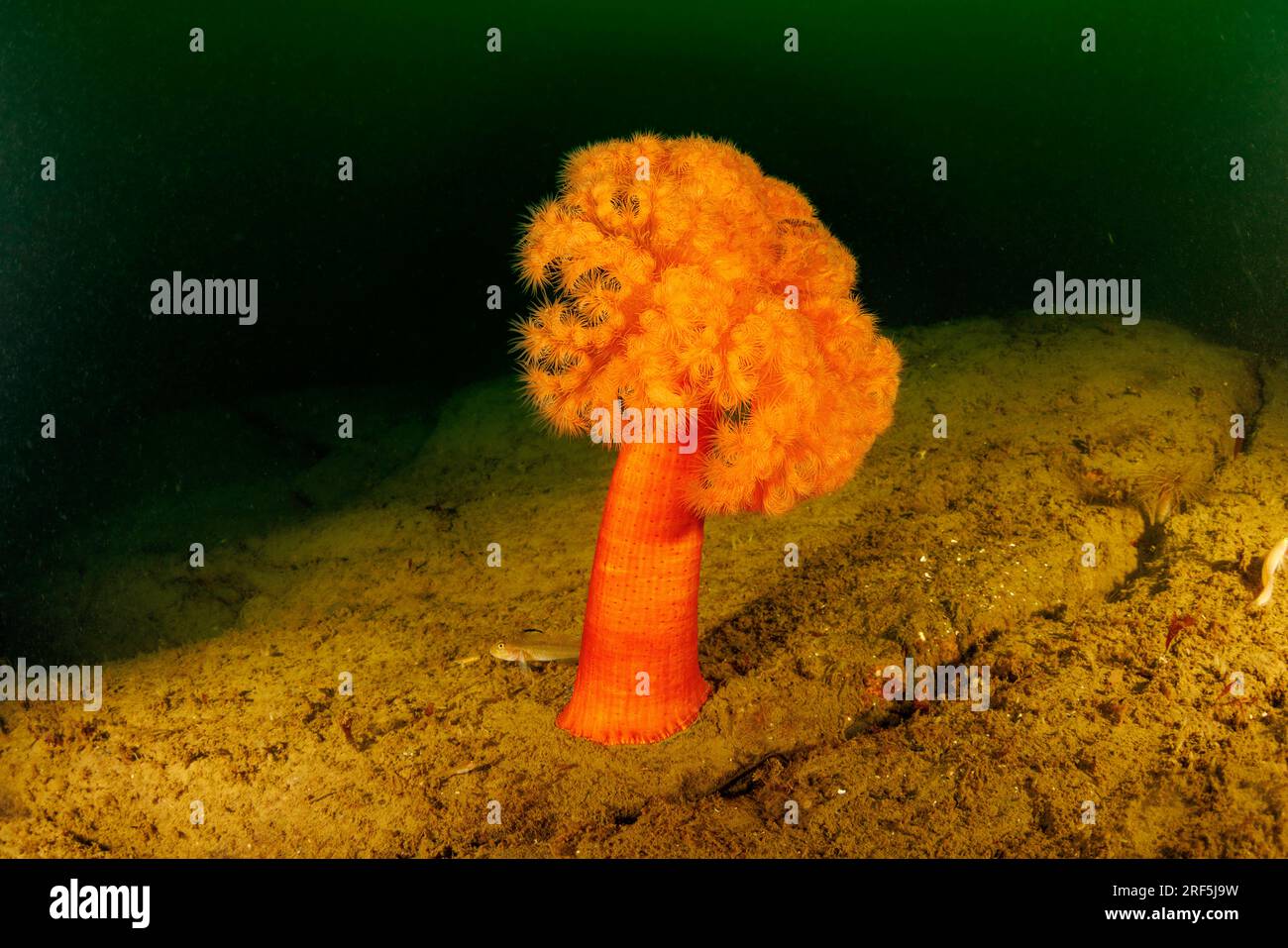 Un anemone plumose solitario di arancia, Metridium senile, nell'Oceano Pacifico nordoccidentale, Columbia Britannica, Canada. Foto Stock